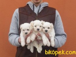 Satılık Maltese Terrier Yavruları 1