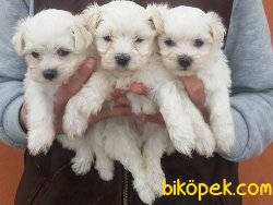 Satılık Maltese Terrier Yavruları 4