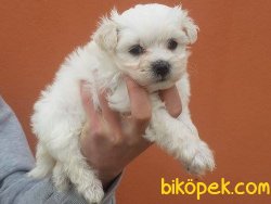 Satılık Maltese Terrier Yavruları 2