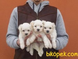 Satılık Maltese Terrier Yavruları 5
