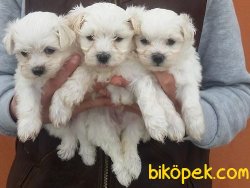 Satılık Maltese Terrier Yavruları 3