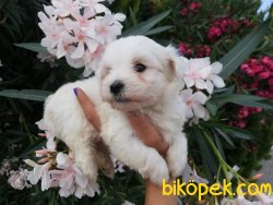 Satılık Maltese Terrier Yavruları 3