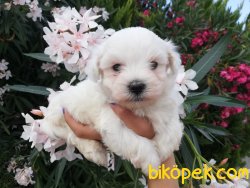 Satılık Maltese Terrier Yavruları 3