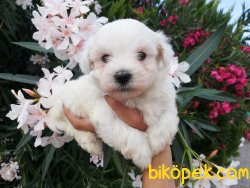 Satılık Maltese Terrier Yavruları 5