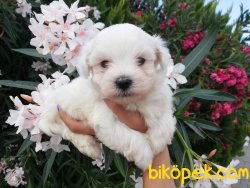 Satılık Maltese Terrier Yavruları 4