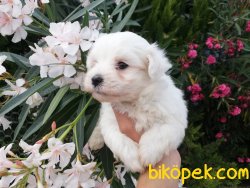 Satılık Maltese Terrier Yavruları 5