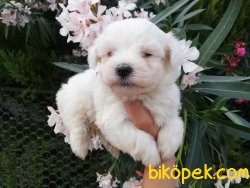 Satılık Maltese Terrier Yavruları 4