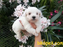 Satılık Maltese Terrier Yavruları 1