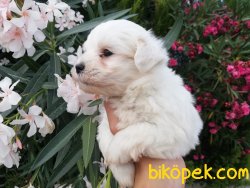Satılık Maltese Terrier Yavruları 3