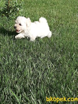 Satilik Maltese Terrier Yavrulari 4