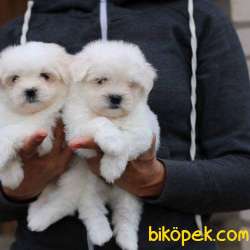 SATILIK MALTESE TERRIER YAVRULARI 2