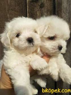 SATILIK MALTESE TERRIER YAVRULARI 4