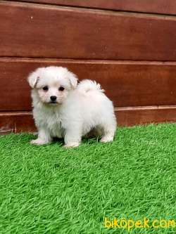 SATILIK MALTESE TERRIER YAVRULARI 1