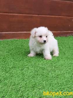 SATILIK MALTESE TERRIER YAVRULARI 2