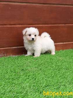 SATILIK MALTESE TERRIER YAVRULARI 5
