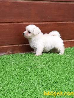 SATILIK MALTESE TERRIER YAVRULARI 3