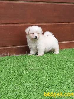 SATILIK MALTESE TERRIER YAVRULARI 4