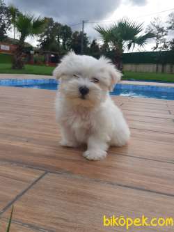 SATILIK MALTESE TERRIER YAVRULARI 2