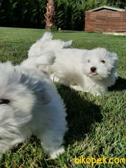 SATILIK MALTESE TERRIER YAVRULARI 2