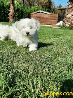 SATILIK MALTESE TERRIER YAVRULARI 4