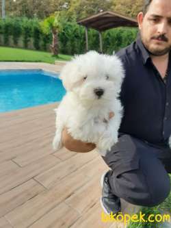 Satilik Maltese Terrıer Yavruları  Çiftlikten 3