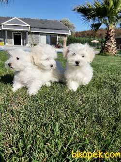 Satilik Maltese Terrier Yavruları Kar Beyazı 2
