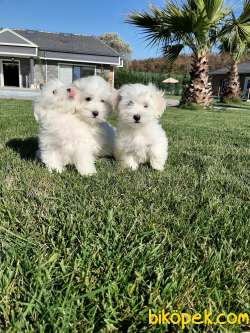 Satilik Maltese Terrier Yavruları Kar Beyazı 3
