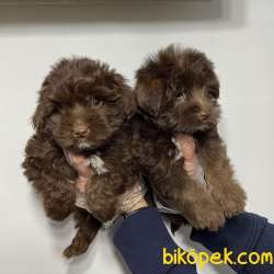 SATILIK MALTİPOO YAVRULARI 4