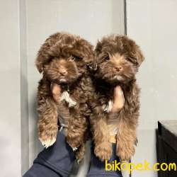 SATILIK MALTİPOO YAVRULARI 1