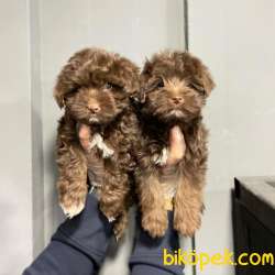 SATILIK MALTİPOO YAVRULARI 5
