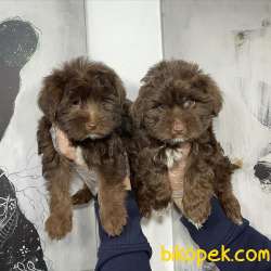 SATILIK MALTİPOO YAVRULARI 3