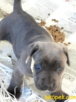 Satilik Mavi Gözlü Cane Corsa Yavruları 3