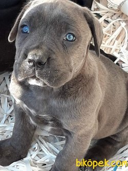 Satilik Mavi Gözlü Cane Corsa Yavruları 4
