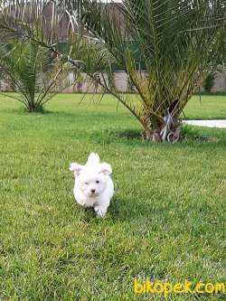 Satilik Morkie Yavruları Istanbul 1