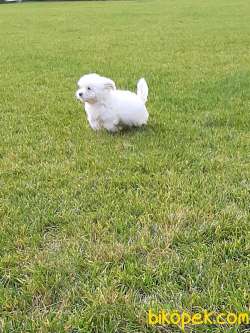 Satilik Morkie Yavruları Istanbul 2