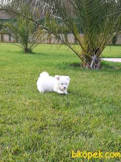 Satilik Morkie Yavruları Istanbul 3