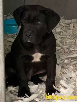 MUHTESEM CANE CORSA YAVRULARIMIZ 2