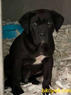 MUHTESEM CANE CORSA YAVRULARIMIZ 1