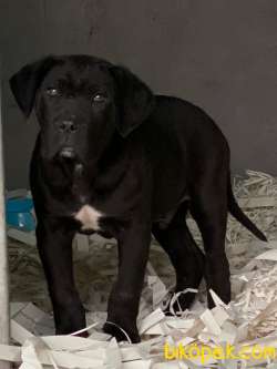 MUHTESEM CANE CORSA YAVRULARIMIZ 3
