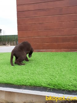 Satılık Muhteşem Çikolata Labrador Yavruları 5