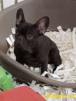 SATILIK MUHTEŞEM FRENCH BULLDOG YAVRU 3