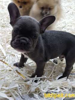 SATILIK MUHTEŞEM FRENCH BULLDOG YAVRU 4