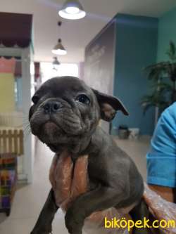 SATILIK MUHTEŞEM FRENCH BULLDOG YAVRU 2