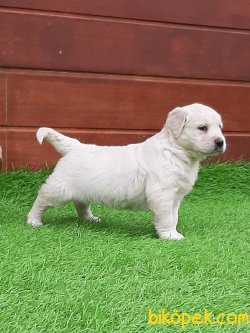 Satilik Muhteşem Golden Retriever Yavrulari 2