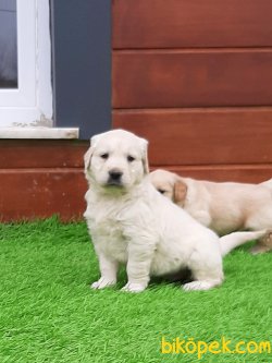 Satilik Muhteşem Golden Retriever Yavrulari 4