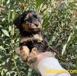 SATILIK MUHTEŞEM POODLE YAVRULARI 3