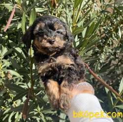 SATILIK MUHTEŞEM POODLE YAVRULARI 2