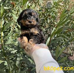 SATILIK MUHTEŞEM POODLE YAVRULARI 1