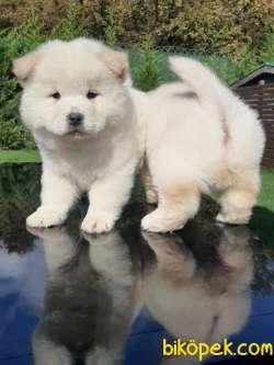 SATILIK MÜKEMMEL CHOW CHOW YAVRULARIMIZ 4