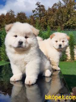 SATILIK MÜKEMMEL CHOW CHOW YAVRULARIMIZ 2